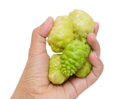 Sebze ve ot, taze Noni, Morinda Citrifolia, Büyük Morinda, Hint dut, Beach dut veya polisakkarit, Vitamin A, C ve kalsiyum ile peynir meyve tutan el. Yaşam için gerekli besin.