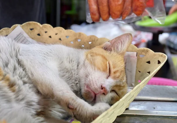 Weiße und orangefarbene Katze schläft in einem Korb — Stockfoto