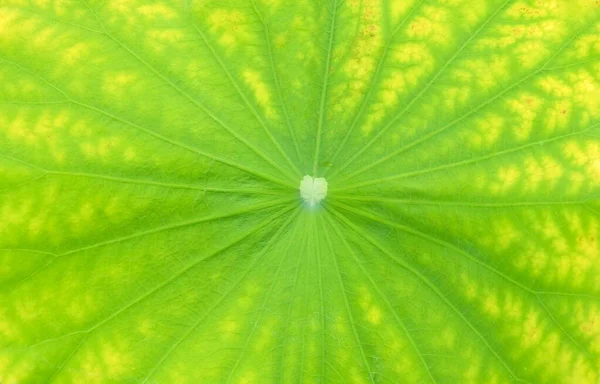 Close Up fresco Lotus Leaf sfondo strutturato — Foto Stock