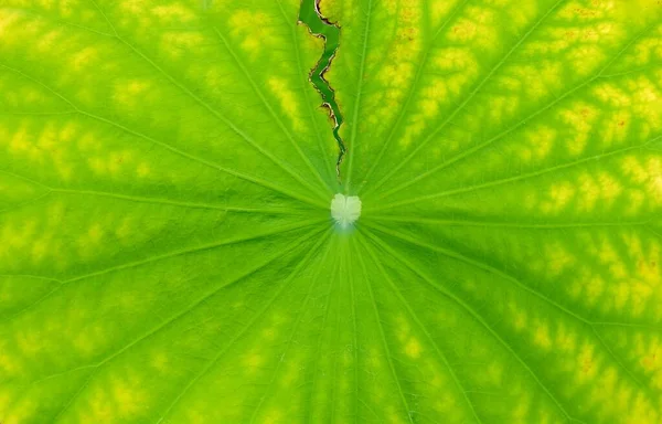 Close Up strappato Lotus Leaf texture sfondo — Foto Stock