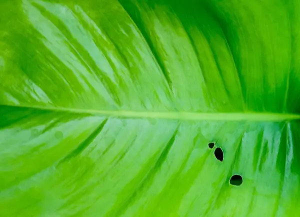 Foglia verde sfondo strutturato con fori danni — Foto Stock