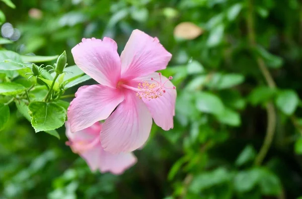 Gyönyörű rózsaszín hibiszkusz vagy Bunga Raya virágok — Stock Fotó