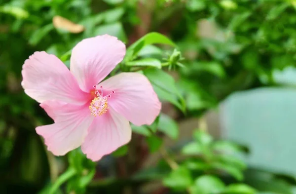 Gyönyörű rózsaszín hibiszkusz vagy Bunga Raya virág — Stock Fotó