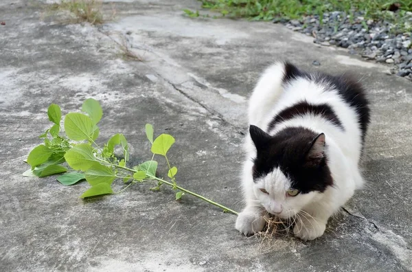 Hauskatze frisst indische Akalypha oder Katzengras — Stockfoto