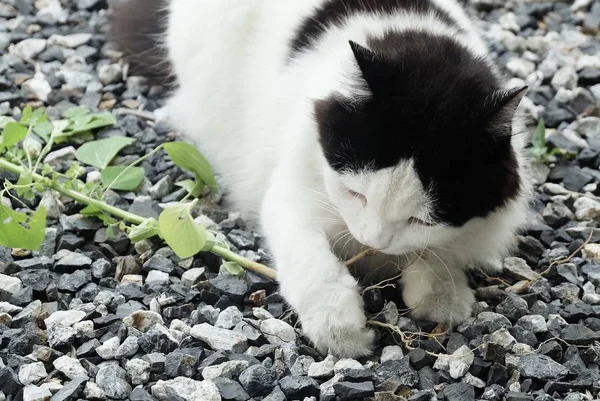 Gato doméstico comendo indiana Acalypha ou grama de gato — Fotografia de Stock