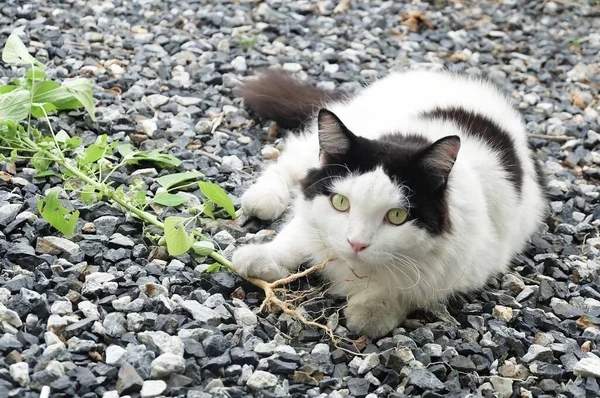 Domestic Cat Eating Indian Acalypha or Cat Grass