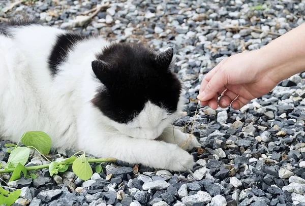 Besitzer füttert eine Katze mit indischem Akalysator oder Katzengras — Stockfoto