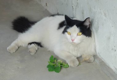 Genç kedi kök Hint Acalypha, üç numaralı seribaşı Mercury veya Acalypha Indica bitkiler yeme. İç kediler Catnip için benzer için cazip olan kök.
