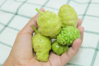 Sebze ve ot, taze Noni, Morinda Citrifolia, Büyük Morinda, Hint dut, Beach dut veya polisakkarit, Vitamin A, C ve kalsiyum ile peynir meyve tutan el. Yaşam için gerekli besin.