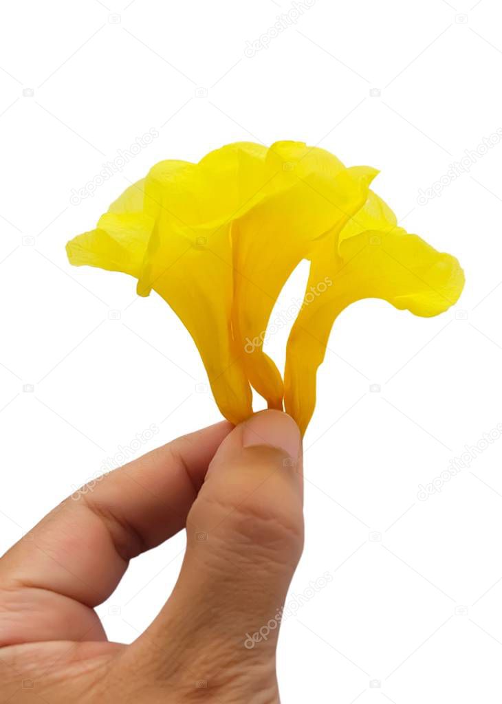 Beautiful Flower, Hand Holding Fresh Tecoma Stans, Yellow Trumpetbush, Bells, Elder, Ginger Thomas Flowers Isolated on A White Background
