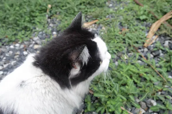 Porträt Der Schwarz Weißen Hauskatze Garten — Stockfoto