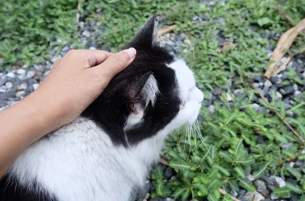 Besitzerin Berührt Schwarze Und Weiße Hauskatze Garten — Stockfoto