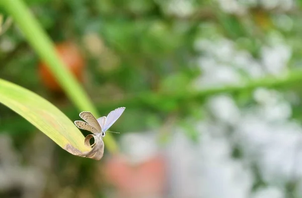 Luthrodes Pandava Chilades Pandava Plains Cjupiter或Cycad Blue Butterfly Leaf 在南亚和东南亚发现的 — 图库照片