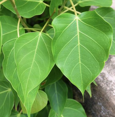 Close Up of Sacred Fig, Bodhi Tree or Ficus Religiosa Leaves, The Simbolic of Buddhism. clipart