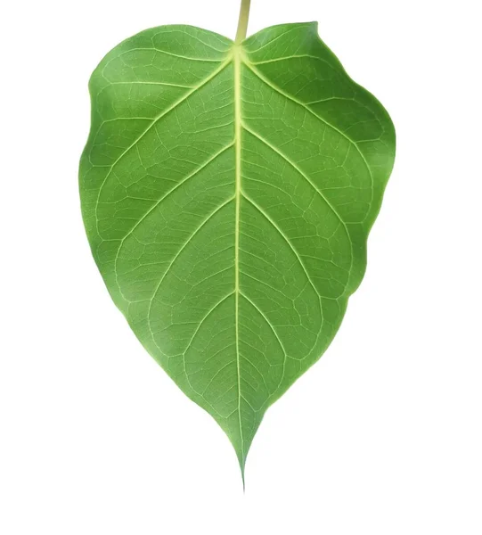 Arasa Pictures Arasa Stock Photos Images Depositphotos