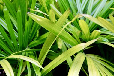 Lady Palm Tree 'nin Yeşil Çalıları ya da Bahçedeki Rhapis Palm Bitkileri, Ilık İklimlerde Büyüyen Tropikal Bir Bitki.