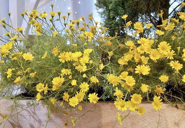 Bright and Beautiful Butter Daisy or Little Yellow Star Flowers in A Wooden Pot, Signs of Spring and Summer.