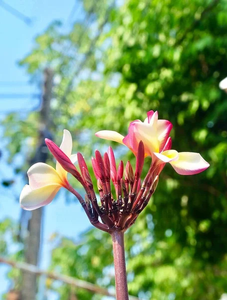 Den Vackra Gula Tropiska Plumeria Frangipani Blommor Med Gröna Blad — Stockfoto