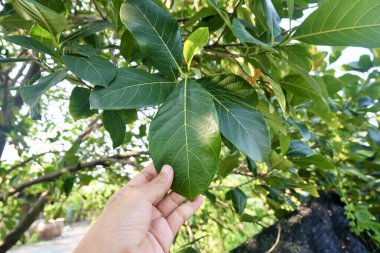 Tropik Meyve, Bahçıvan, Ağaç Şubesi 'nde dikkatle Jackfruit veya Artocarpus Heterophyllus tutuyor..