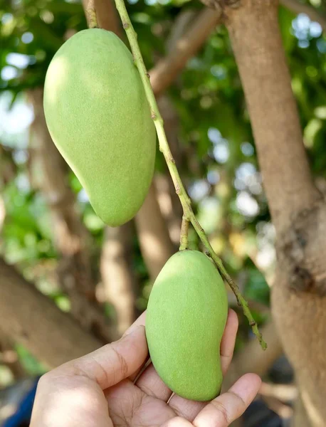 Trzymając Rękę Bandę Młodych Mango Gałęzi Drzew Owoce Uprawiane Tropikalnym — Zdjęcie stockowe
