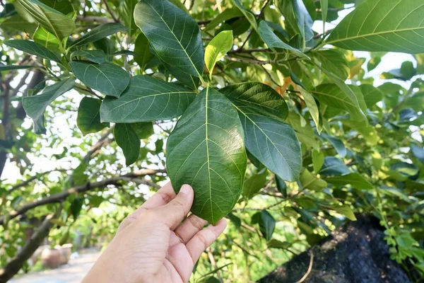 Tropisches Obst Gärtner Der Sorgfältig Jackfrüchte Oder Artocarpus Heterophyllus Ast — Stockfoto