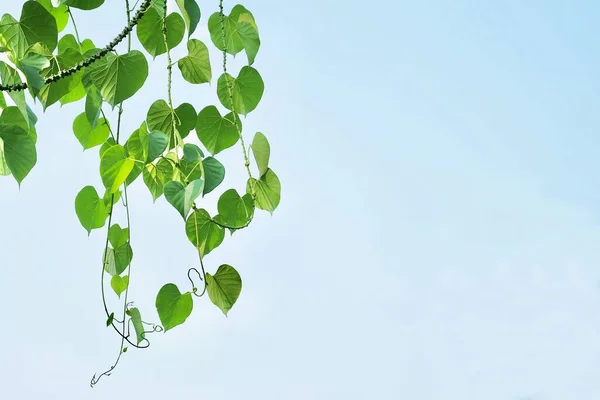 Plantaardig Kruid Tinospora Cordifolia Guduchi Giloy Heart Leaved Moonseed Plant — Stockfoto