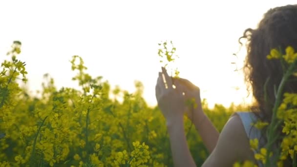 Mouvement lent de la fille de la campagne touchant gracieusement une fleur de colza debout sur la prairie — Video