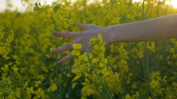 Slow motion of woman hand touching rapeseed flowers walking through countryside field in the summer afternoon — Stock Video