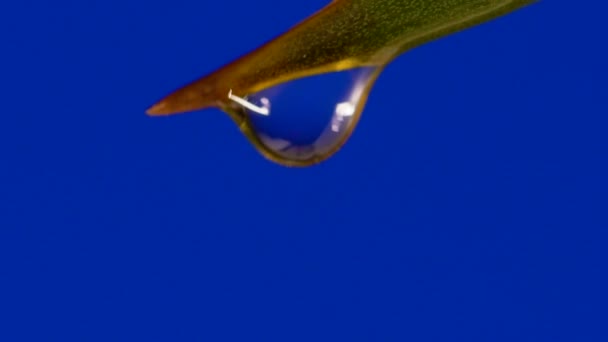 Movimento lento di goccia d'acqua che cade su croma chiave blu sfondo dello schermo verde — Video Stock