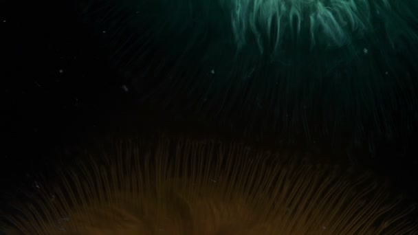 Inchiostri colorati galleggianti incredibili che si scontrano su uno sfondo astratto scuro — Video Stock