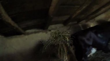 POV saman ile istikrarlı bir dirgen ile besleme inek