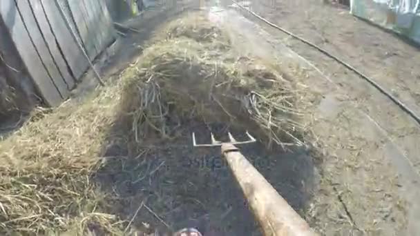 Точка зрения человека с вилочной лопатой сена в сарае на деревенской стороне — стоковое видео