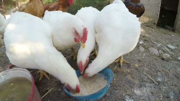 Poulets mangeant dans un abreuvoir dans une étable à la campagne — Video