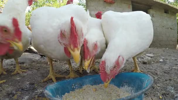Drôle de poulets mangeant des céréales dans une cour à la campagne 