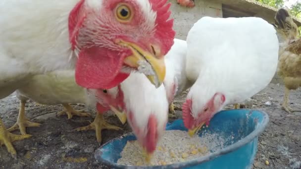 Närbild med kycklingar äter korn på landsbygden — Stockvideo