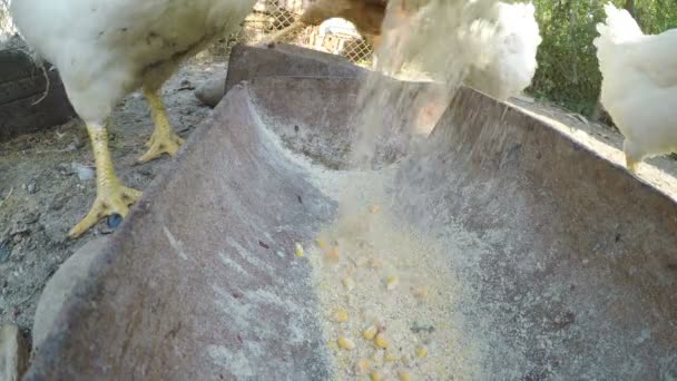 Pouring grains in a trough and chicks eating at a farm — Stock Video