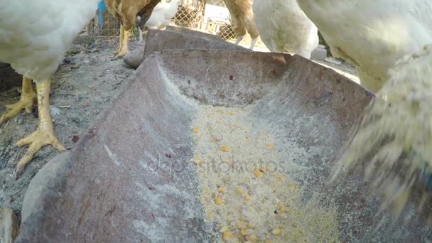 Närbild med hälla korn i ett tråg och kycklingar äter på gården — Stockvideo
