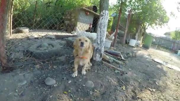 Perro atado ladrando en el patio de la granja — Vídeo de stock