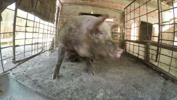 Brudne błotniste świnia w pióra w gospodarstwie — Wideo stockowe