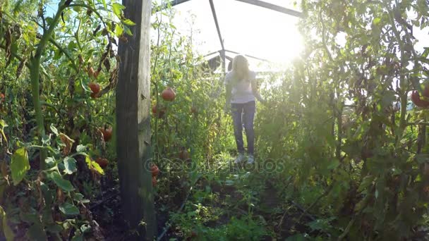 Ung kvinna bonden entreprenör kontroll på tomater odlingar i växthus — Stockvideo