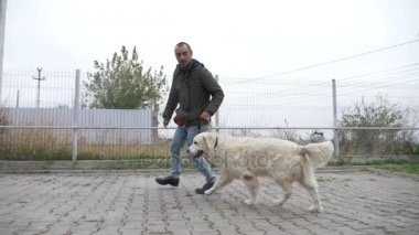 Sevimli beyaz orta köpek daire yavaş eğitim okulda onun profesyonel eğitmen ile çalışan