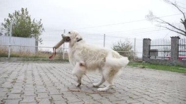 Güzel köpek ağzında sevinçle atlama ve yavaş hareket onun sahibinden çalışan tutmak bir oyuncak eğitim