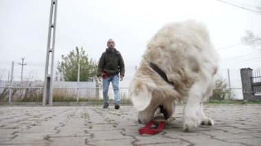Şirin golden retriever köpek getirme komutu çalıştıran ve onun eğitmeni yavaş belgili tanımlık oyuncak getirmek sahibinin dinleme