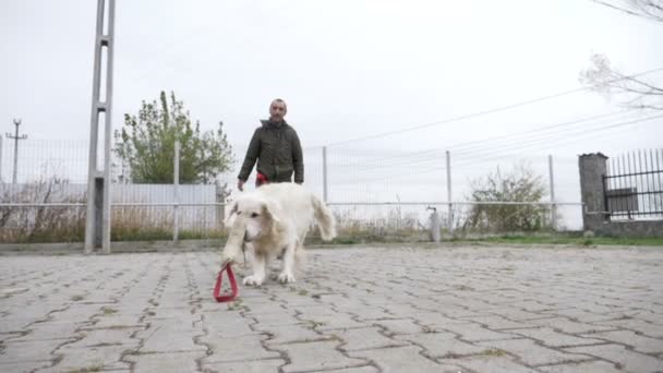 Αργή κίνηση ενός λευκού σκύλου παίζοντας fetch χρησιμοποιώντας ένα παιχνίδι με τον ιδιοκτήτη του στην αυλή του σπιτιού — Αρχείο Βίντεο