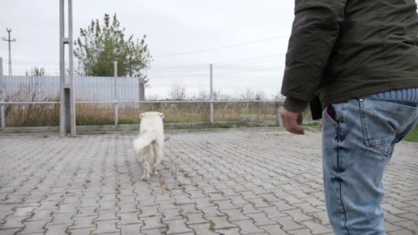 Felice obbediente cane allegro in esecuzione nel cortile per catturare il giocattolo e portarlo al suo allenatore al rallentatore — Video Stock