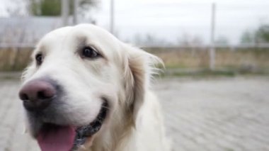Onun dilini çıkarmış oturan ve dört tekerlekli yük arabası onun kuyruk yavaş çekimde bir genç rahat mutlu golden retriever köpek yakın çekim