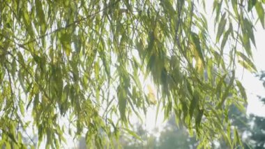 Parlak güneş yeşil willow üzerinde parlayan güzel bir sıcak sonbahar sabahı bırakır