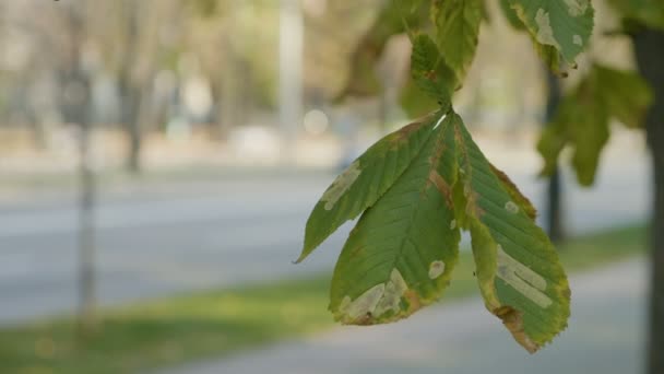 Άνεμος κολακευτικά σιγά-σιγά ένα μολυσμένο Καστανιά φύλλα φθινοπώρου ηλιόλουστη ημέρα κοντά σε δημόσιο δρόμο — Αρχείο Βίντεο