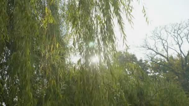 绿色的柳树树叶在公园美丽的阳光明媚的一天被风吹走 — 图库视频影像