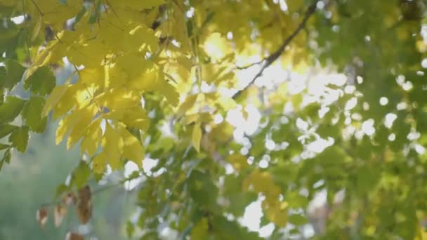 Jasné paprsky slunce prosvítající nad žlutá podzimní listí v městském parku a vítr pomalu — Stock video